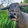 lehoang24042017