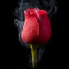 aditya538687330