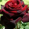 omradha99