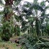 wanyanmelaka3
