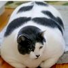 fatcatog