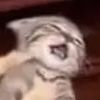 catainkitty