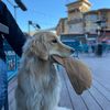timber.the.golden