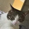 dutchieone