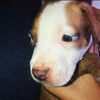 fosterpuppysrock