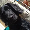 balooblacky