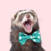 themodernferret