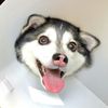 kleekaipup