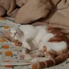 _ngchng_o