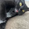 25jaspercat