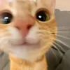 melanciaa_2