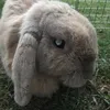 alex_da_rabbit