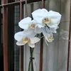 mmaria.helena