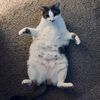butternut.pie