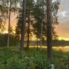 tine__235