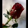 gdoo.11