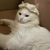jijilyxee_22