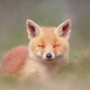 littlefoxeyes