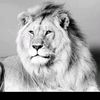 sebo_2537