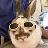 Winniethewunderbun