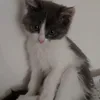 cwwly