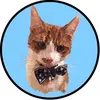 😺Timothythecat0😺