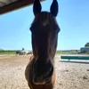 cheval_equi_passion_8002