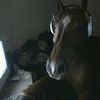 rick117zam
