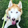 aurorasdream_huskies