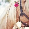 asma_m.8