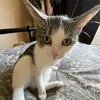 fnn_nikol