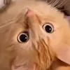 syitu
