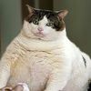 gorditagatita