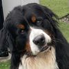 indogyears