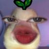 ivyevnazmy