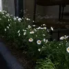 chanq_03