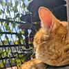 catmen2021