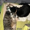 tony_peter08