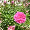 user4531281
