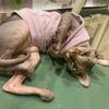 bonnie_sphynx