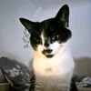 myaayed