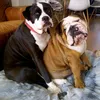 alapahabulldog1
