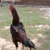 aliraza434175371