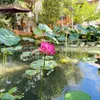 alexander_nguyen47