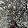 boringly_dhxhocohdi