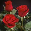 gulya662