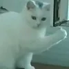 killerzeidos