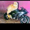 crisbas43