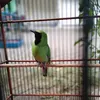 azizahaliviaputri1234