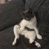 eldin__bh